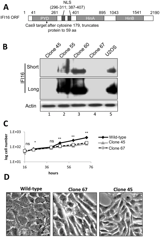Cas9-mediated IFI16 gene editing and permanent depletion from U2OS cells.