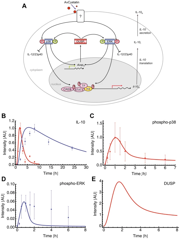 Mathematical model for AvCystatin induced IL-10 expression in macrophages.
