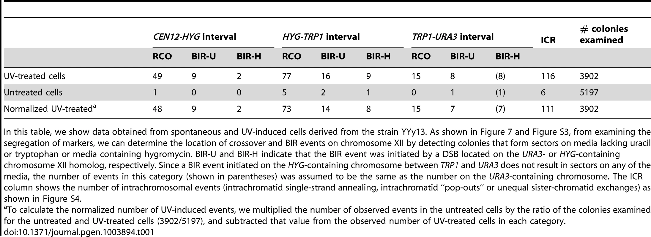 Numbers of colonies with spontaneous and UV-induced crossovers between <i>CEN12</i> and the ribosomal DNA and within the ribosomal DNA.