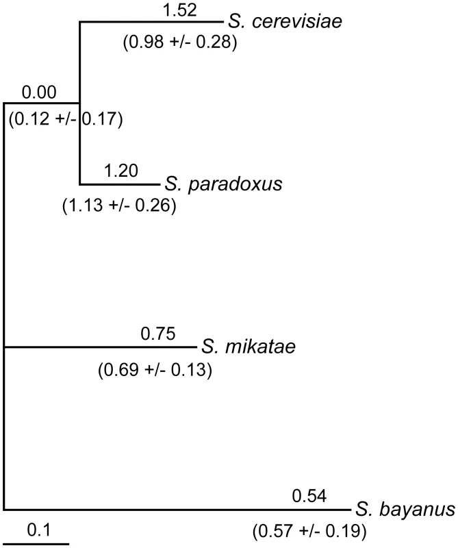 Variation in noncoding substitution rates upstream of <i>FZF1</i>.
