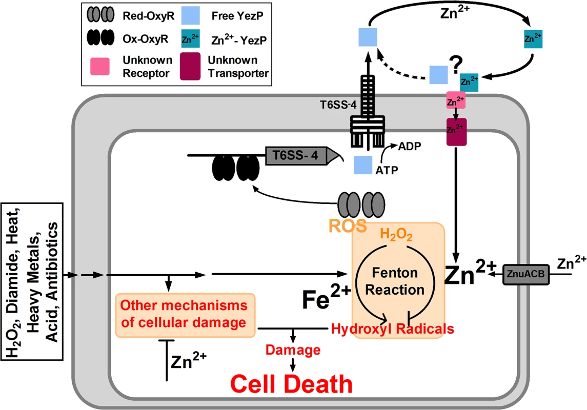 Model of T6SS-4-facilitated Zn<sup>2+</sup> transportation and oxidative resistance in <i>Yptb</i>.