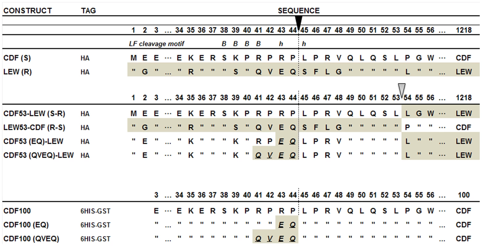 Comparison of the polymorphic regions of the rNlrp1constructs used in this study.