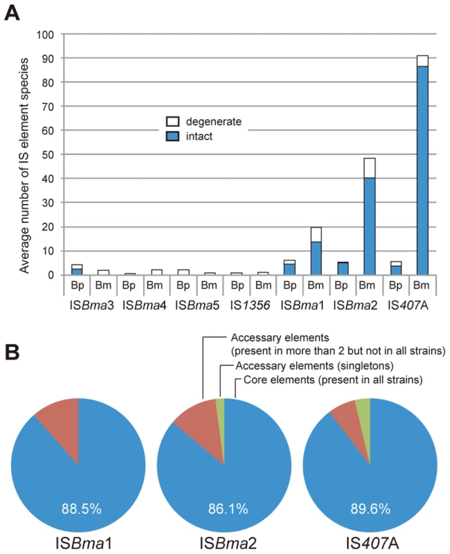 Expansion of a set of IS elements in the <i>B. mallei</i> genome.