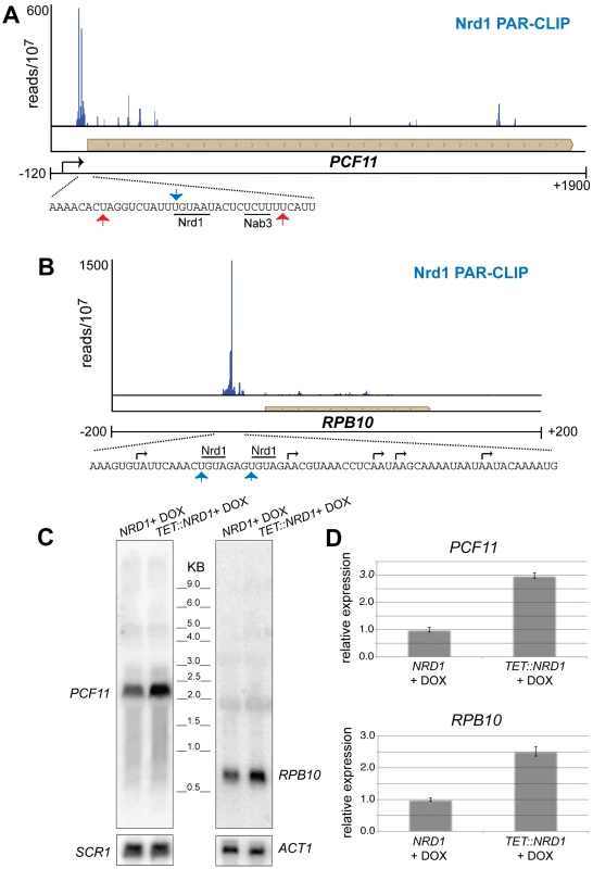 Nrd1 regulation by binding in the 5′ UTR.