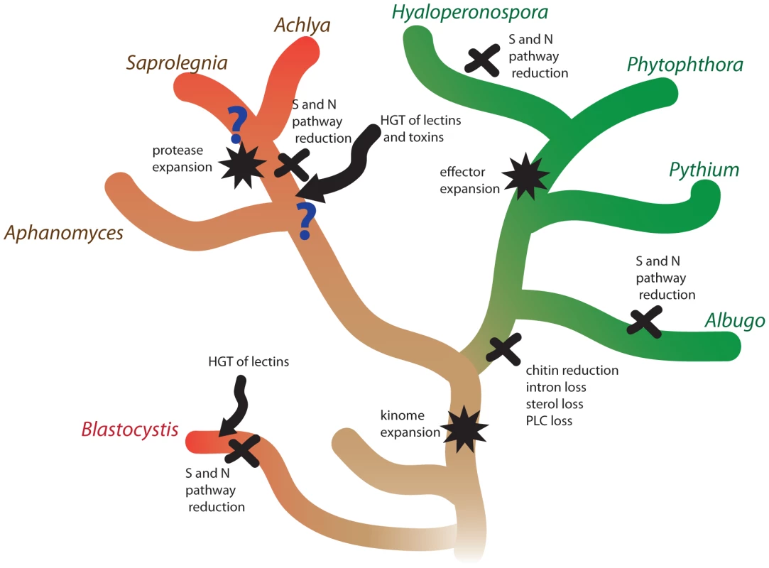 Molecular genetic events associated with the evolution of animal and plant pathogenesis in oomycetes.