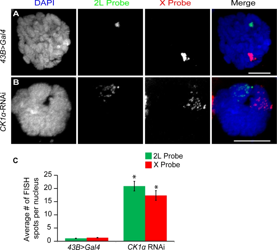 CK1α is required for polytene pairing in <i>Drosophila</i> salivary glands.
