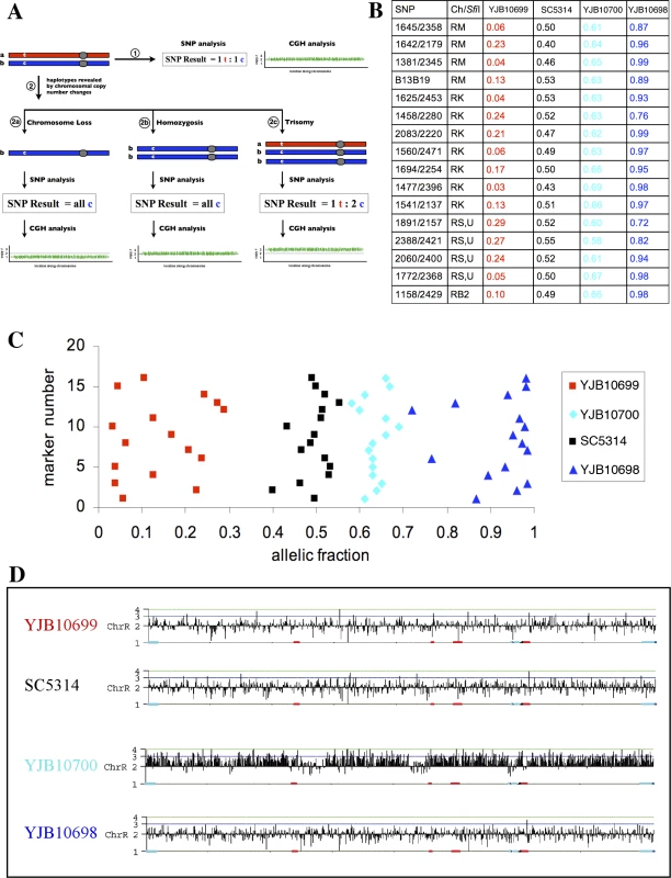 Allelic Fractions from Aneuploid Strains Can Be Used To Generate SNP Haplotype Maps