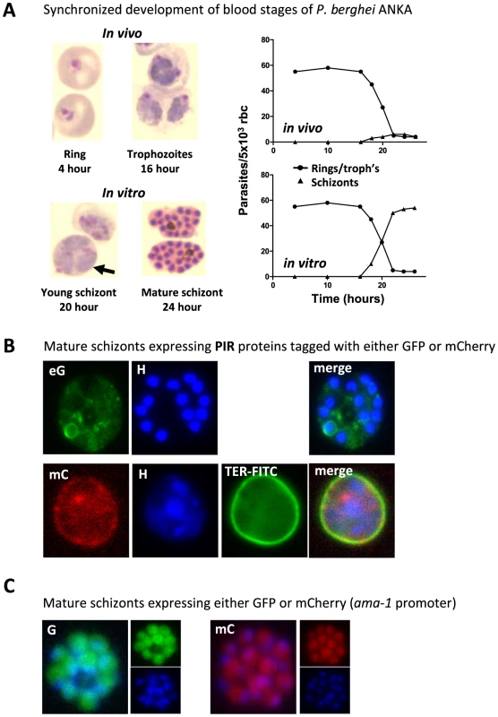 <i>P. berghei</i> ANKA asexual blood stage development and expression of proteins in mature schizonts.