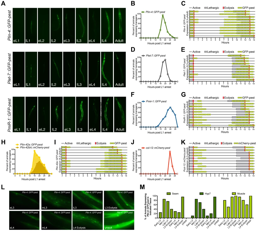 The promoters of three different miRNAs display dynamic expression patterns that are coupled to the larval molting cycle.