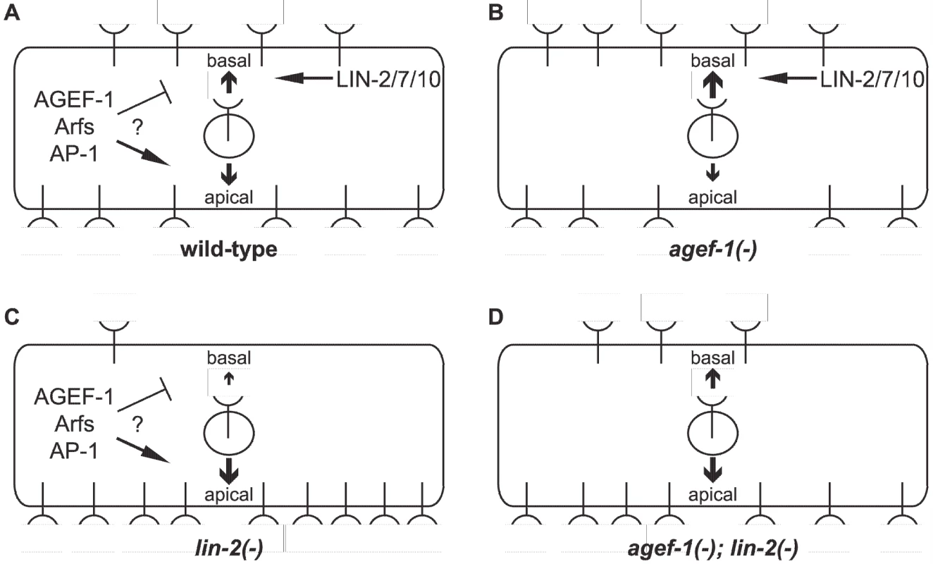 Model of LET-23 EGFR regulation by AGEF-1/Arf/AP-1 and LIN-2/7/10.