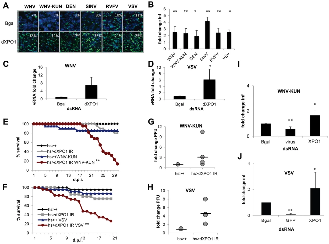 dXPO1 has antiviral activity in insects.