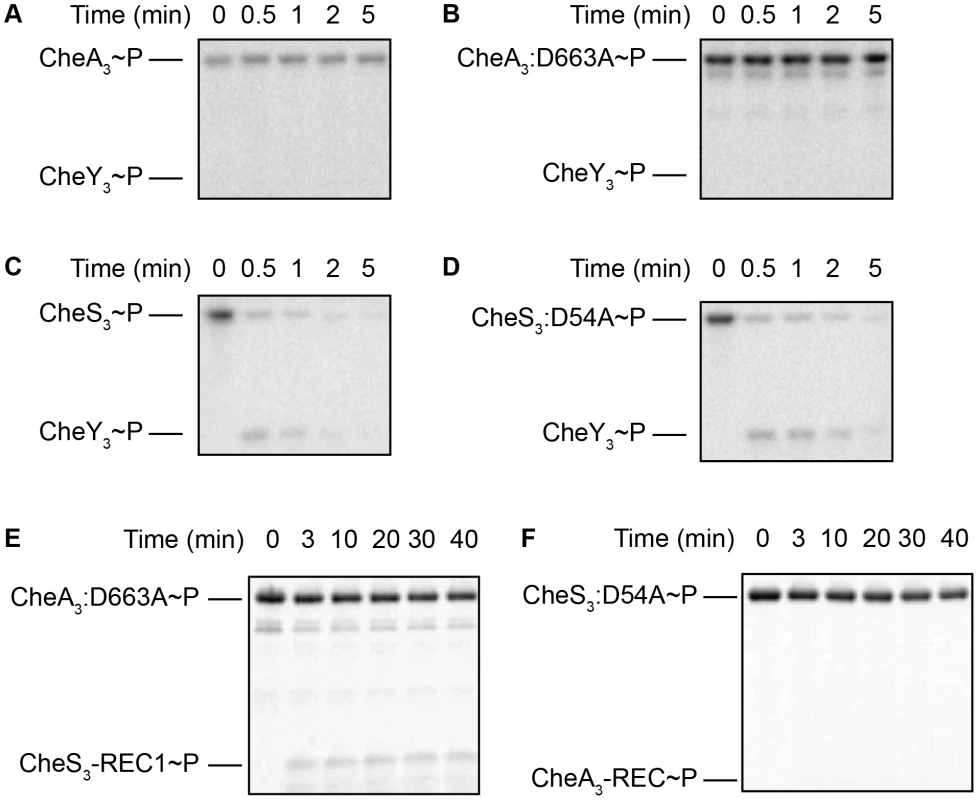 Intermolecular phosphoryl transfer events assayed among CheS<sub>3</sub>, CheA<sub>3</sub>, and CheY<sub>3</sub>.