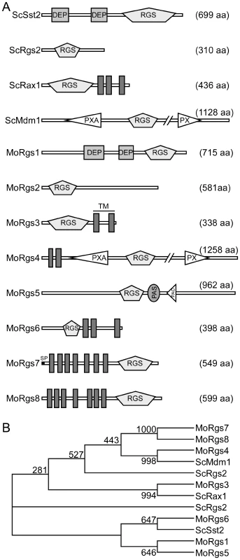 <i>M. oryzae</i> encodes eight RGS and RGS-like proteins.