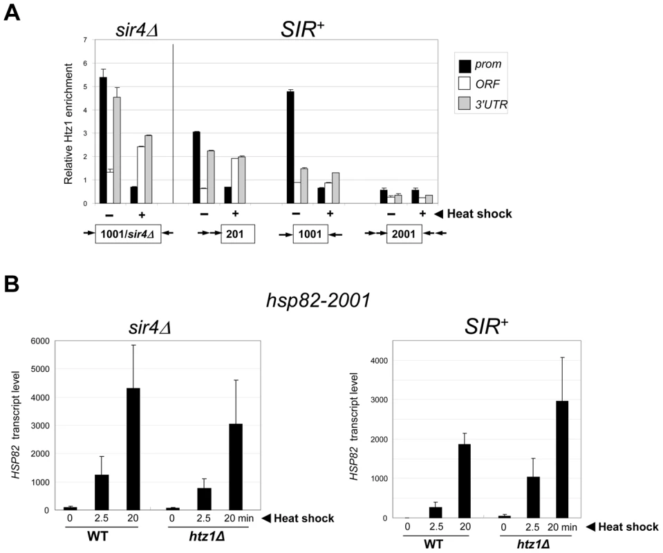 Activation of heterochromatic <i>hsp82-2001</i> occurs in the presence of minimal H2A.Z levels and is unimpaired by deletion of <i>HTZ1</i>.