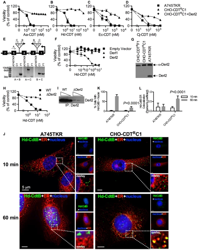 Derl2 is required for CDT intoxication.