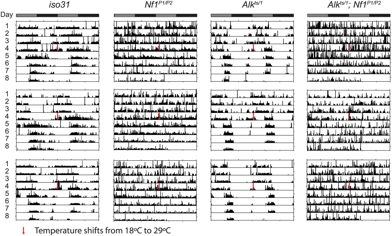 <i>Alk</i> does not interact with <i>Nf1</i> to control circadian rhythms.