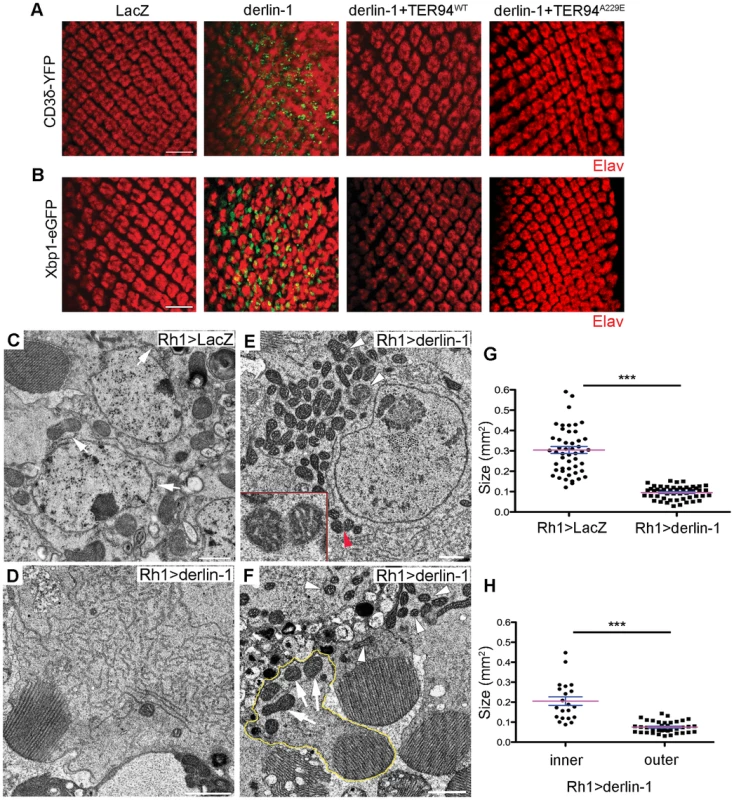 Derlin-1 overexpression impairs ER homeostasis and produces mitochondrial abnormality.