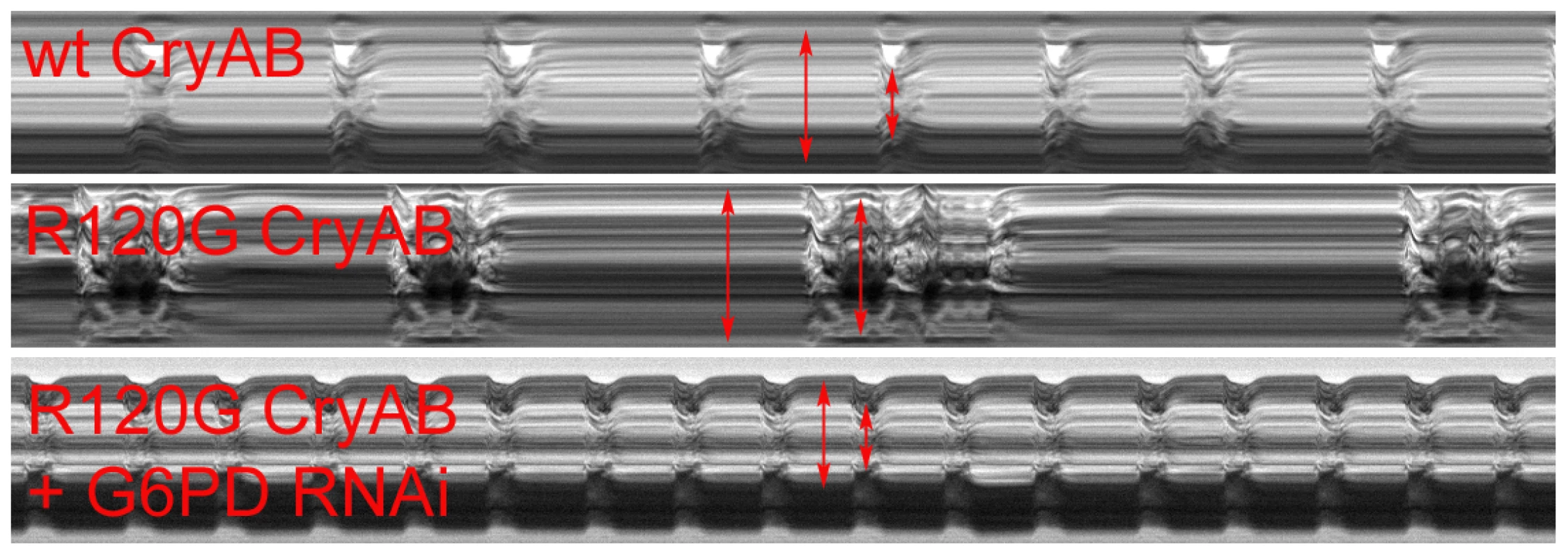 M-modes of heart tubes expressing control and mutant CryAB.