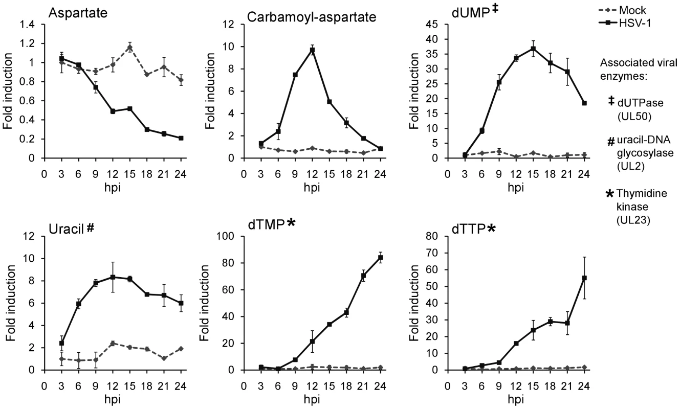 Upregulation of pyrimidine nucleotide biosynthesis during HSV-1 infection.
