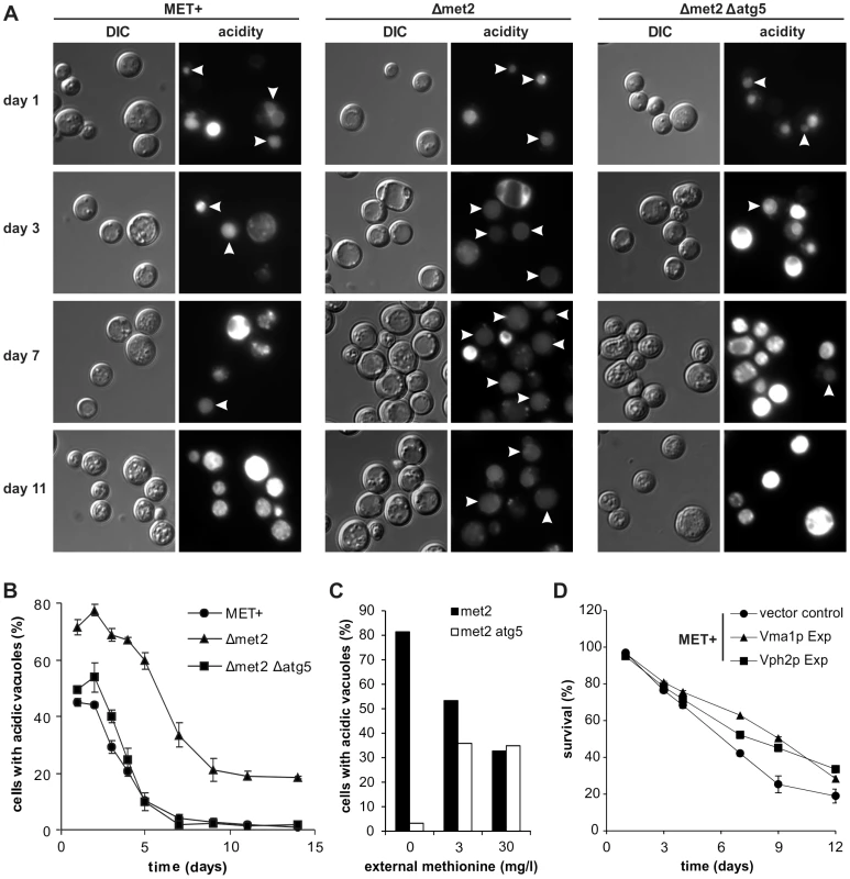 MetR enhancement of vacuolar acidification is autophagy-dependent and necessary for longevity.