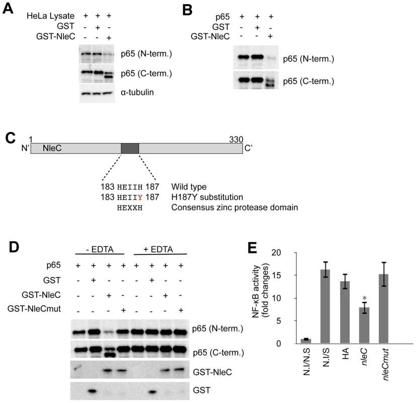NleC cleaves p65 by its zinc protease domain.