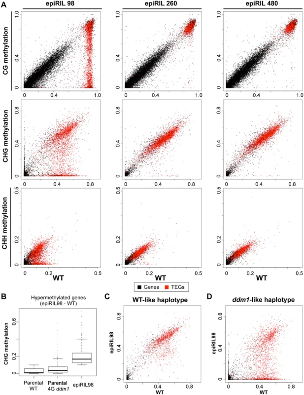 Effects of disrupted heterochromatin in the <i>DDM1</i> wild type background examined at single base resolution.