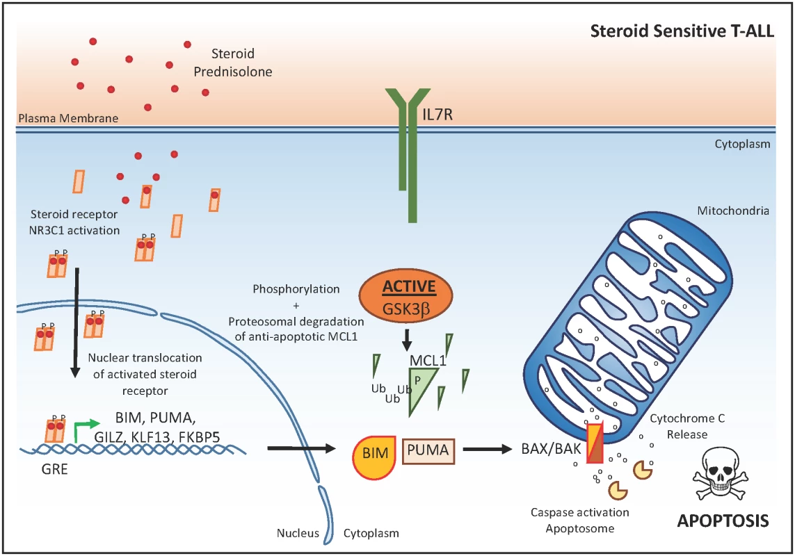 The glucocorticoid response in T-ALL.