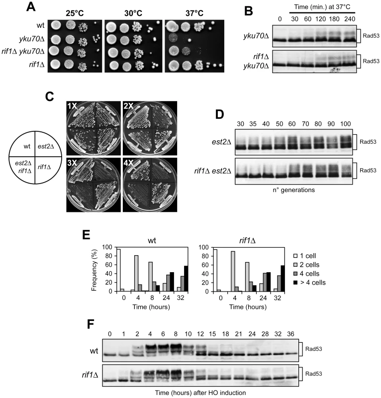 <i>RIF1</i> deletion does not influence the checkpoint response to CST-independent telomere capping deficiencies or to an irreparable DSB.