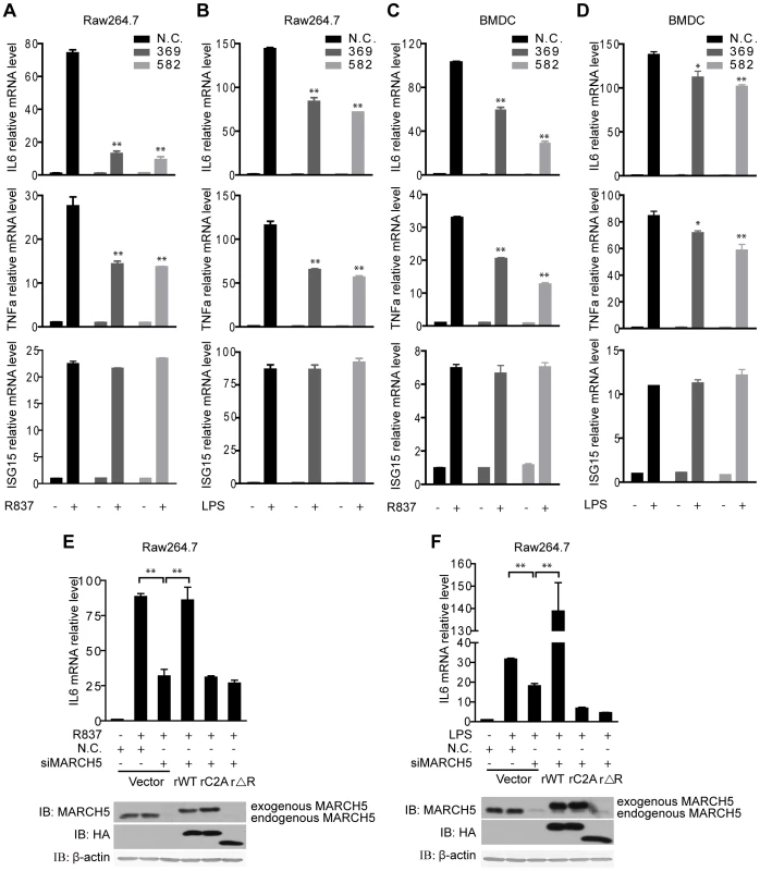 Knockdown of MARCH5 impairs TLR7- induced NF-κB activation.