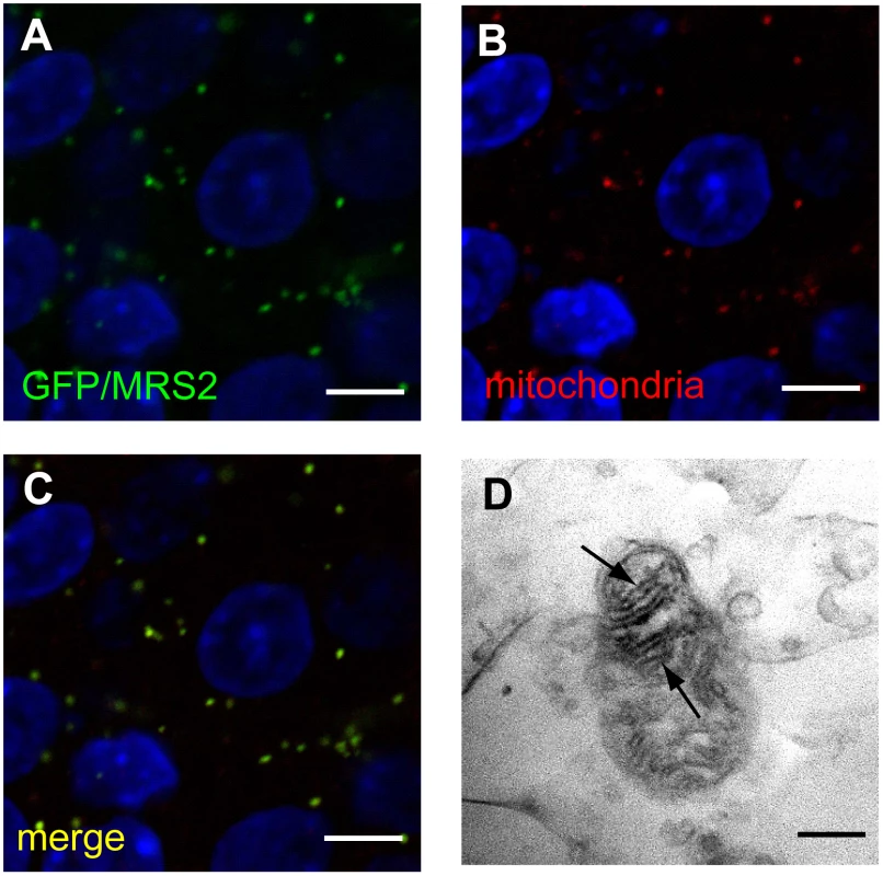 Expression of MRS2 protein in the mitochondria.