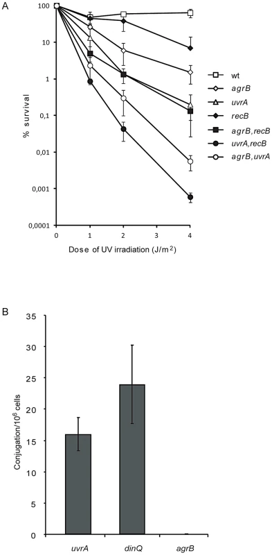 Genetic interactions between <i>agrB</i> and <i>uvrA</i>/<i>recB</i> and recombination frequency of <i>agrB</i>.