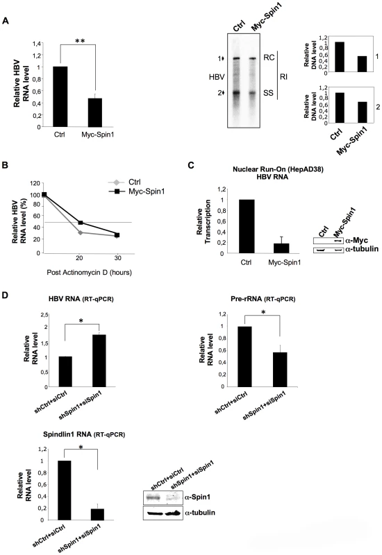 Spindlin1 represses HBV transcription in HepAD38 cells.