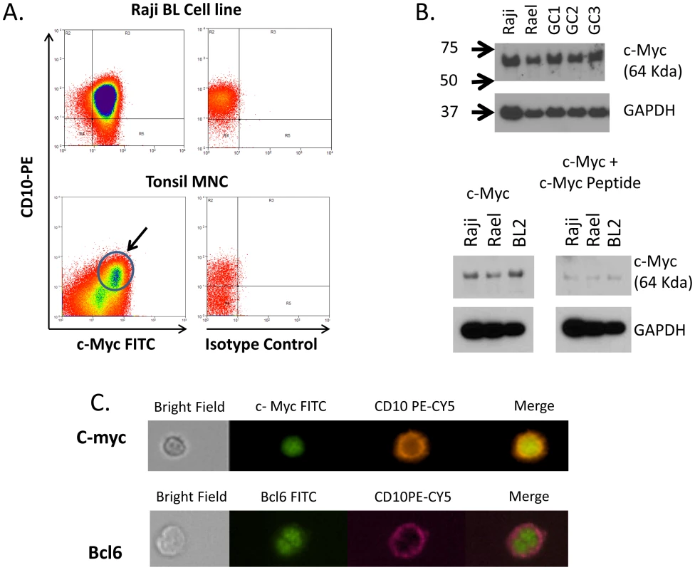 c-myc is expressed in GC B cells.