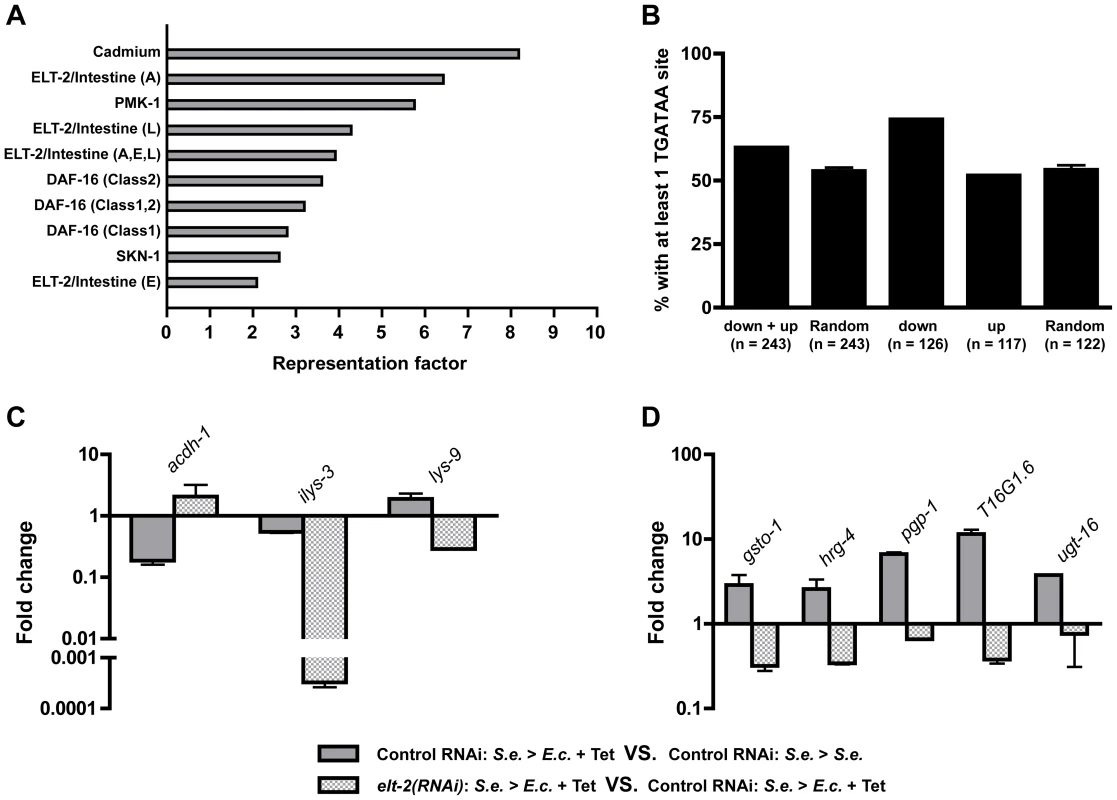 ELT-2 regulates the expression of specific genes during recovery.