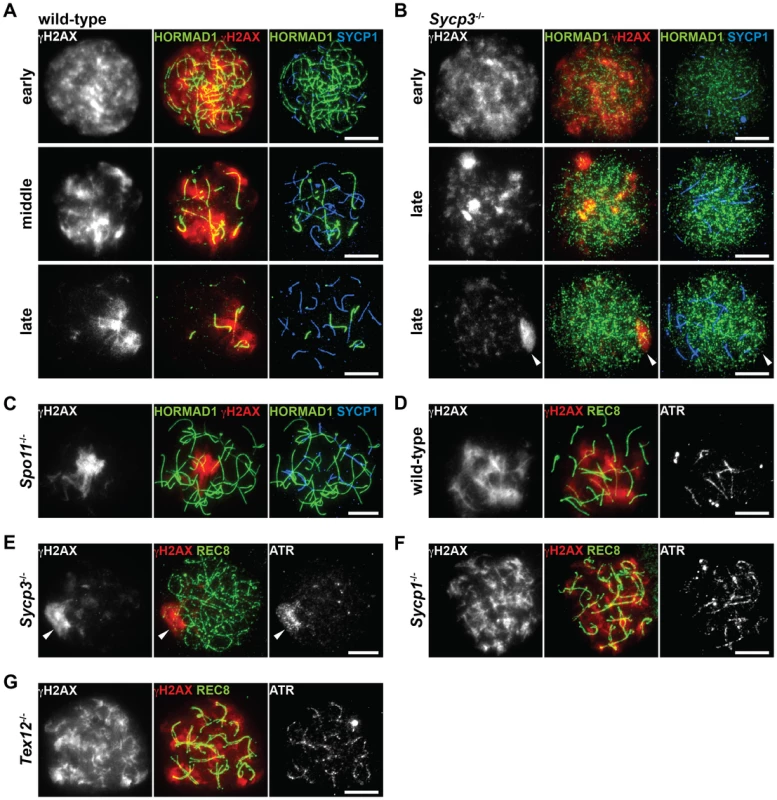 Distribution of ATR at unsynapsed chromosomal regions is impaired in the absence of SYCP3.