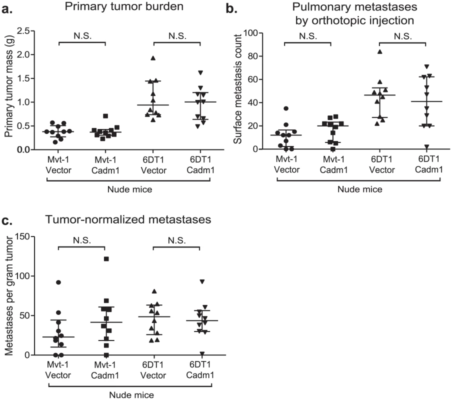 The effect of <i>Cadm1</i> expression on tumor and metastasis in athymic mice.