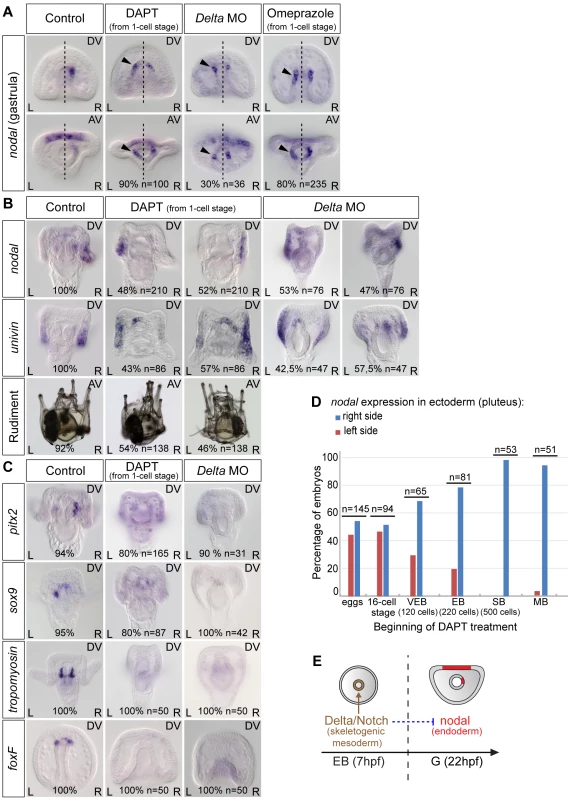 Both inhibition of Notch signaling and inhibition of the H<sup>+/</sup>K<sup>+</sup>-ATPase cause bilateral expression of <i>nodal</i> in the endomesoderm and randomize <i>nodal</i> expression in the ectoderm.