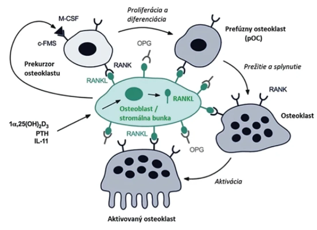 Schematické znázornenie diferenciácie a aktivácie osteoklastov osteoblastmi/ stromálnymi bunkami. Upravené podľa [16]. Autorka: Simona Fritzká. Fig. 1 A schematic diagram of osteoclast differentiation and activation by osteoblasts/ stromal cells. Adapted from [16]. Author: Simona Fritzká.