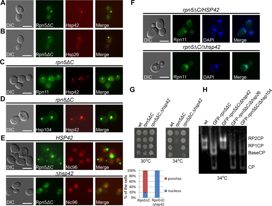(A-C) Hsp42 and Hsp26 co-localize with misassembled proteasome lid.