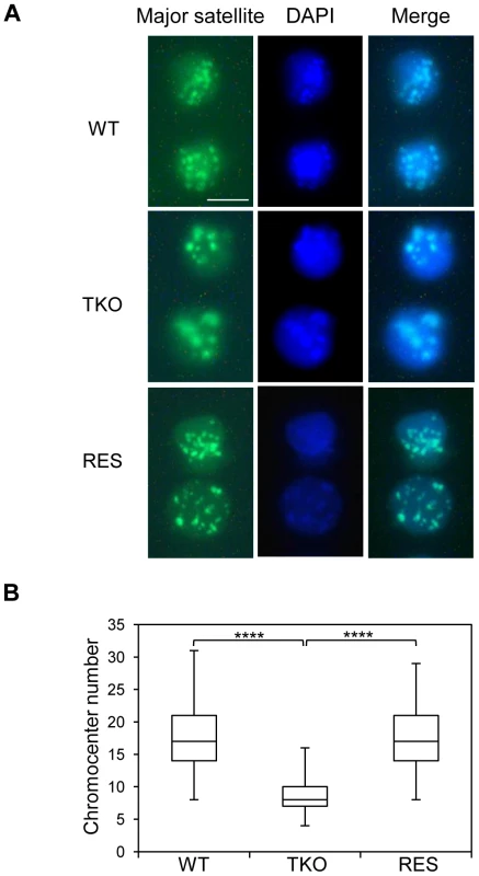 H1 depletion leads to chromocenter clustering.