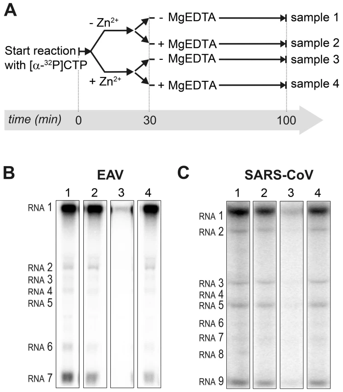 Inhibition of nidovirus RTC activity by Zn<sup>2+</sup> can be reversed by chelation.