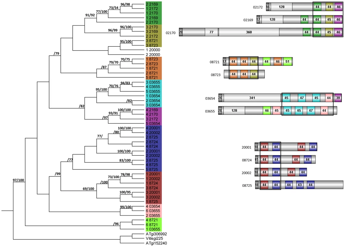 Relationship between individual <i>P. indica</i> LysM domains from 11 proteins.