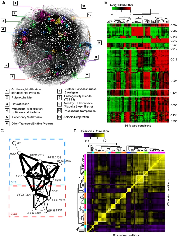 Co-expression network of Bp condition-dependent transcription.