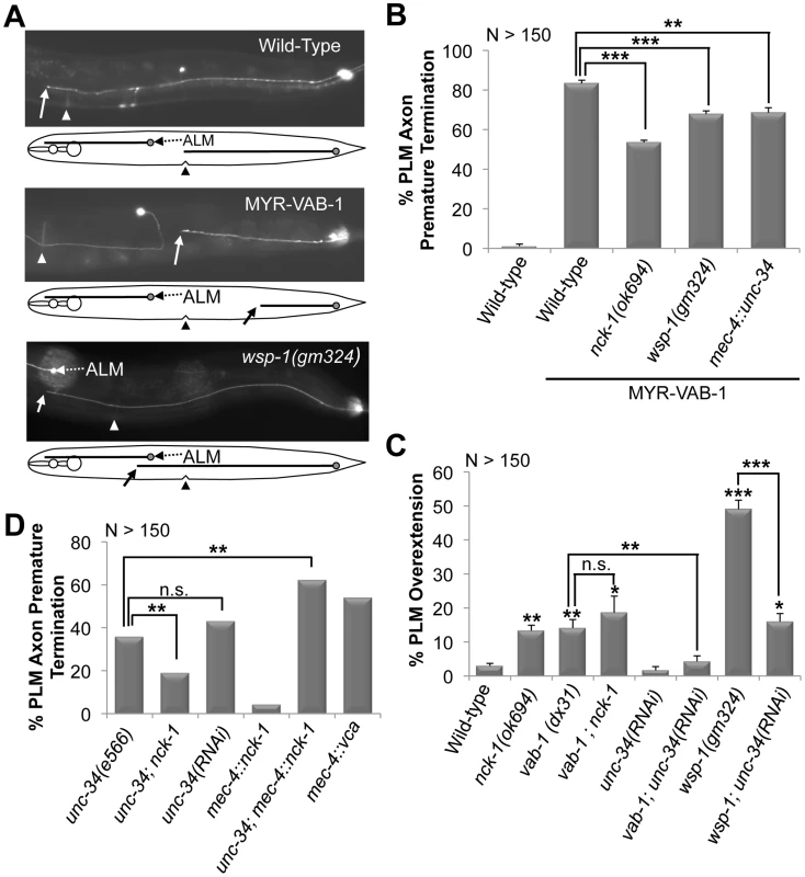 PLM defects in various backgrounds and their genetic interactions.