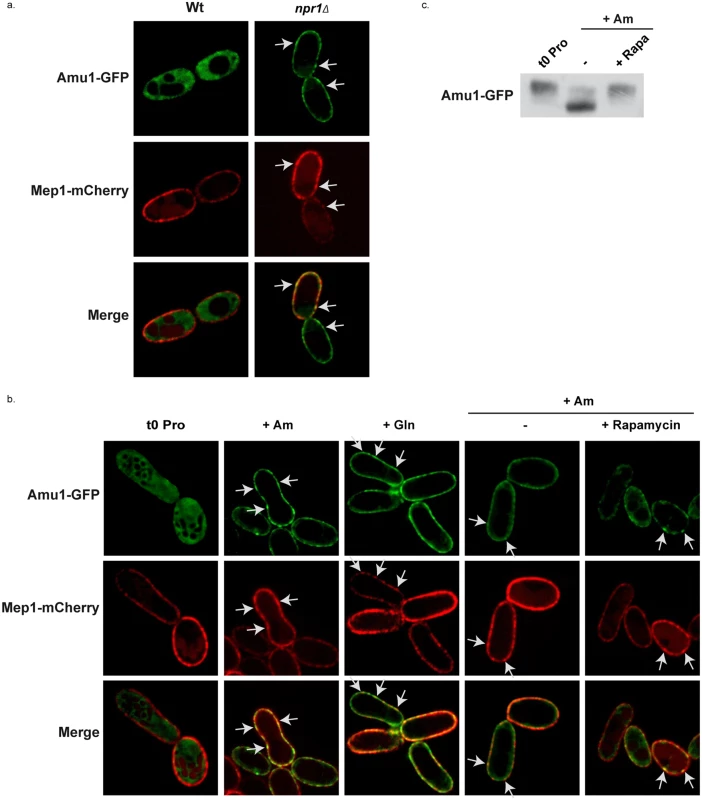 Amu1 localization is controlled by TORC1 and Npr1.