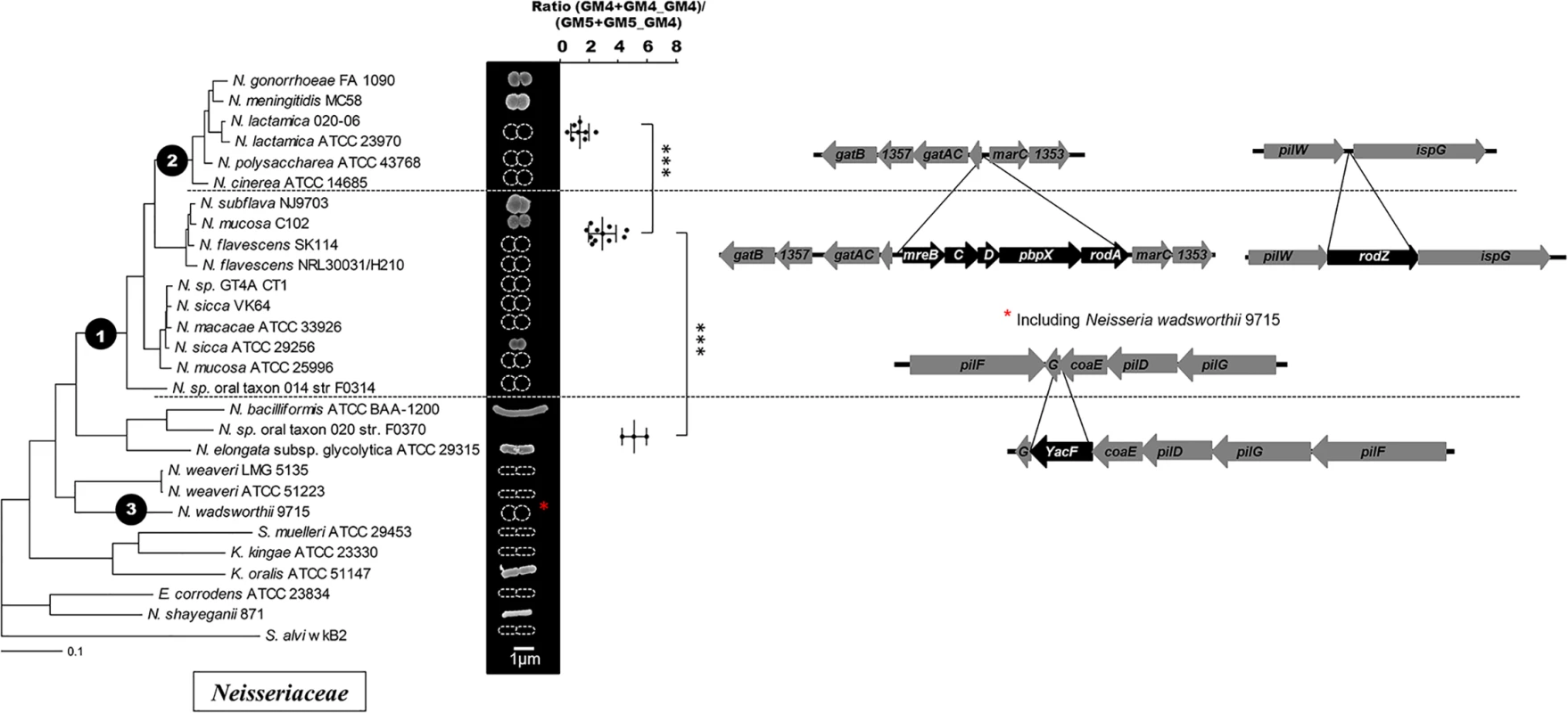 Cell shape evolution among the <i>Neisseriaceae</i> family.