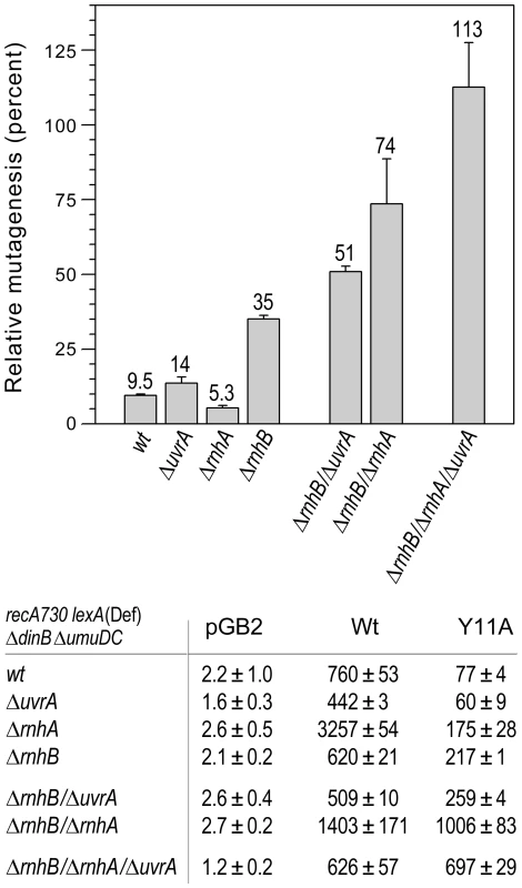 Effect of deleting <i>rnhA</i>, <i>rnhB</i> and/or <i>uvrA</i> alone, or in various combinations, on the extent of <i>umuC</i>_Y11A-dependent spontaneous mutagenesis in <i>recA730 lexA</i>(Def) Δ<i>umuDC</i> Δ<i>dinB</i> strains.