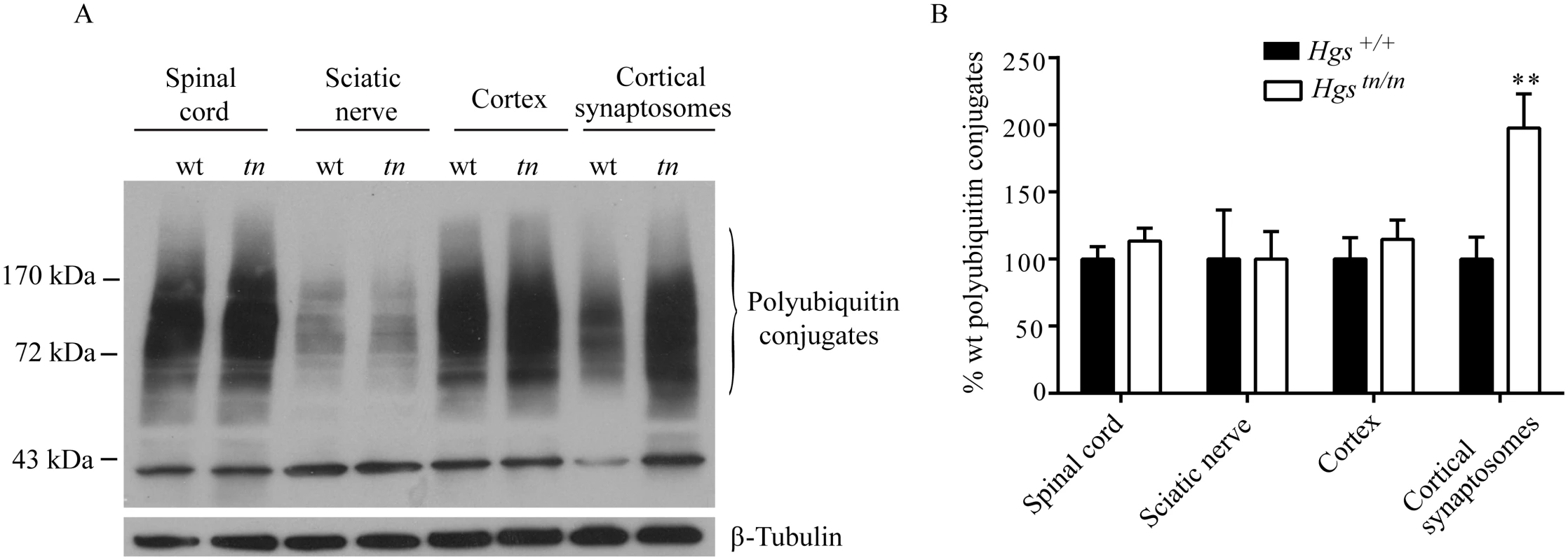 Effect of reduced HGS expression on ubiquitin conjugates in the nervous system of <i>Hgs</i><sup><i>tn/tn</i></sup> mice.