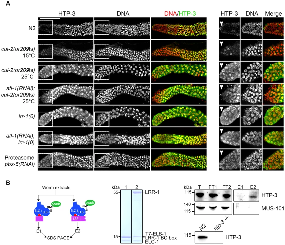 CRL2<sup>LRR-1</sup> E3-ligase regulates HTP-3 levels in the mitotic zone of the germline.