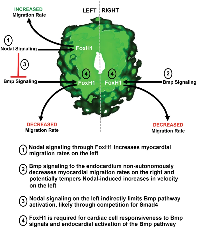 Model of the opposing roles for Nodal and Bmp signaling during asymmetric cardiac morphogenesis.